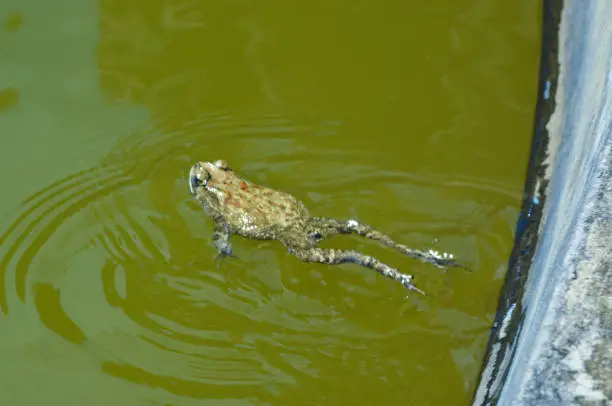 High Angle View Of A Frog Swimming In The Water Of A Garden Pond Under The Scorching Sun