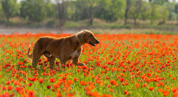 istock Kazakh greyhound (Tazy) on a poppy field on a spring day 2146138002