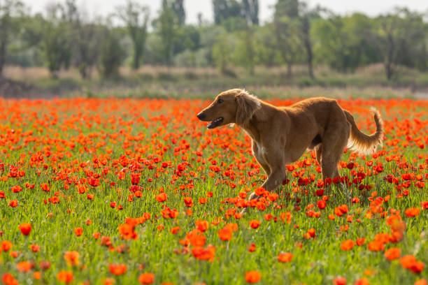 istock Kazakh greyhound (Tazy) on a poppy field on a spring day 2146138374