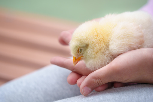 Cute chick sleeping in a girl's palm
