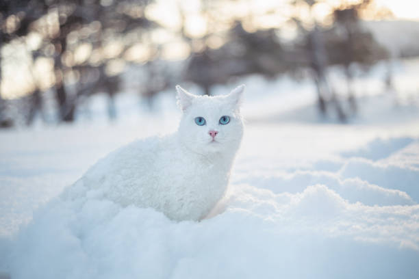 Kittens and cats