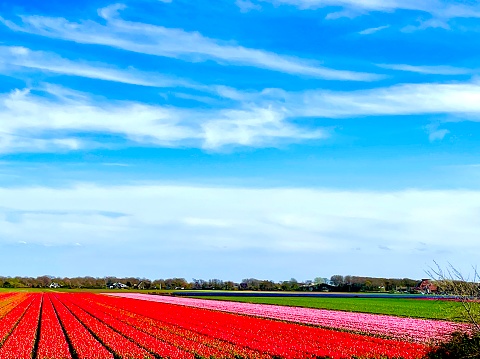 Photo was taken in Netherland and Shows typical travel destination in Netherland during spring time.