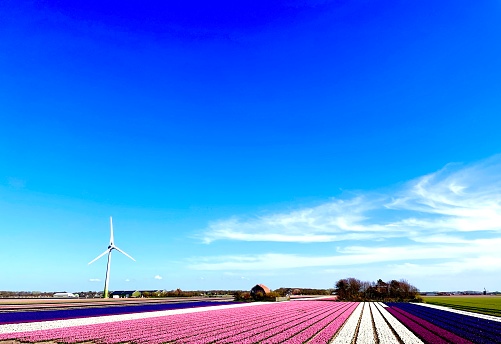 Photo was taken in Netherland and Shows typical travel destination in Netherland during spring time.