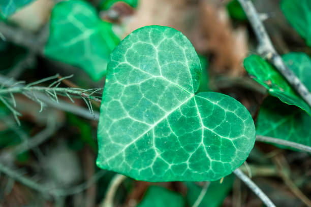 A Heart Shaped Green Leaf, Closeup View