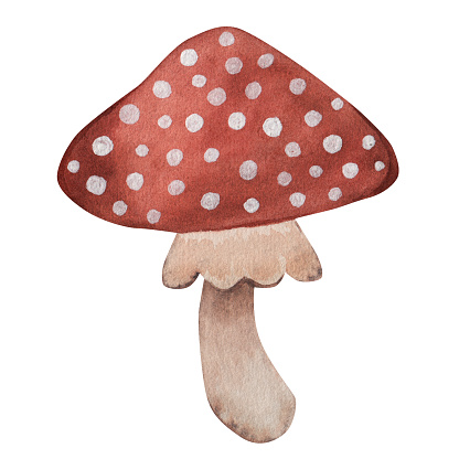 Red fly agaric. Cartoon style, hand drawing. Watercolor illustration