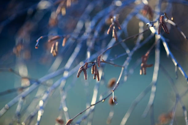 Birch branch in the park in the early spring , closeup