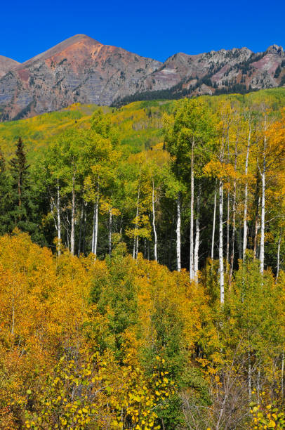 Fall colors surrounded by the Rocky Mountains near the Kebler Pass mountain road, on the way to Crested Butte, Colorado, USA.