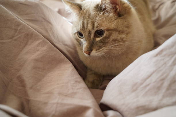 istock Front view of a cute beautiful Siamese breed cat on a classic brown blanket 2146192644
