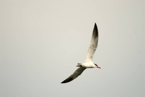 common tern - tule lake national wildlife refuge photos et images de collection