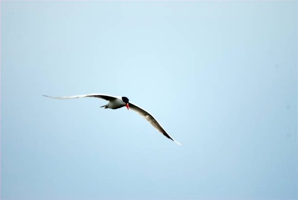 common tern - tule lake national wildlife refuge fotografías e imágenes de stock