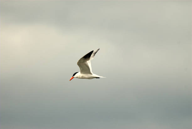 common tern - tule lake national wildlife refuge photos et images de collection