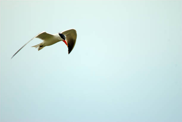common tern - tule lake national wildlife refuge fotografías e imágenes de stock