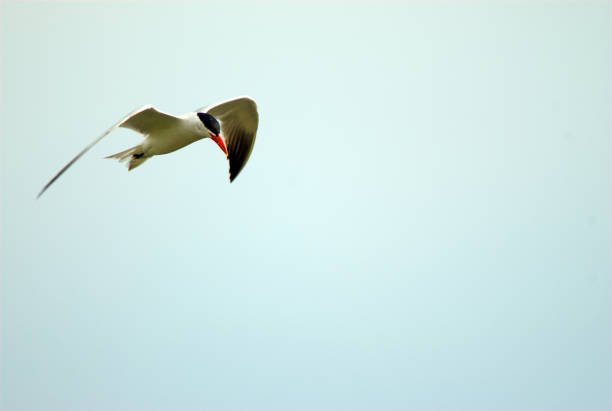 common tern - tule lake national wildlife refuge photos et images de collection