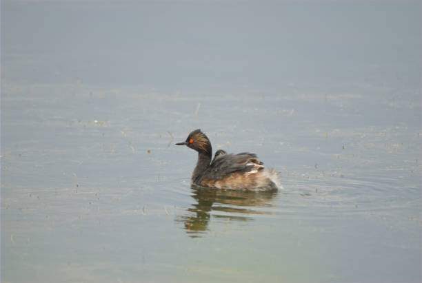 eared grebes - tule lake national wildlife refuge fotografías e imágenes de stock