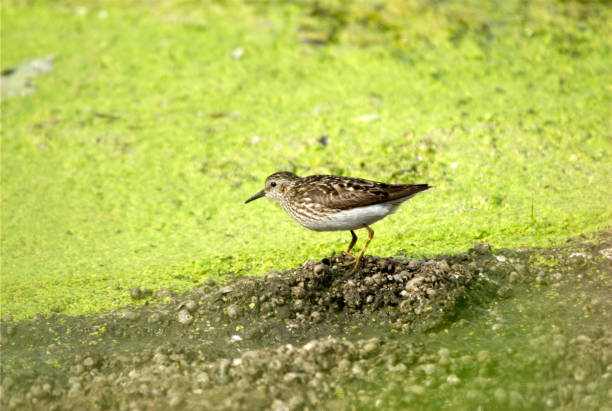 least sandpiper - tule lake national wildlife refuge photos et images de collection