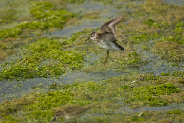 least sandpiper - tule lake national wildlife refuge fotografías e imágenes de stock