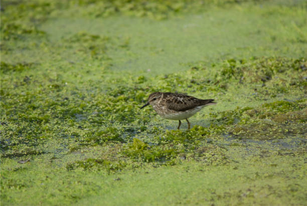 least sandpiper - tule lake national wildlife refuge fotografías e imágenes de stock