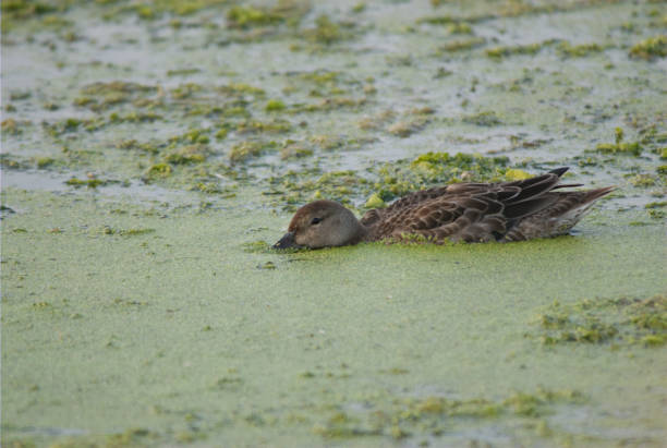 hen mallard duck - tule lake national wildlife refuge photos et images de collection