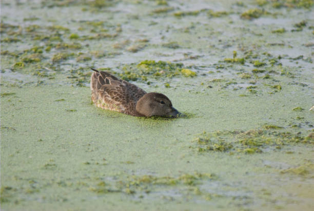 hen mallard duck - tule lake national wildlife refuge fotografías e imágenes de stock