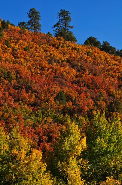 Fall colors on the foothills of the Sneffels Range of the San Juan mountains, Ridgway, Colorado, USA.