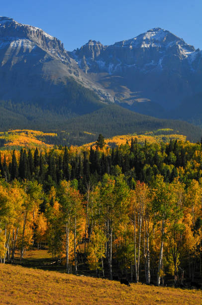 istock Late afternoon light on fall colors up the slopes of the Sneffels Range 2146211976