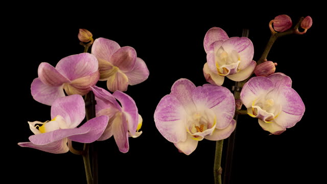 Blooming pink Orchid Phalaenopsis Flower on Black Background. Time Lapse. 4K.