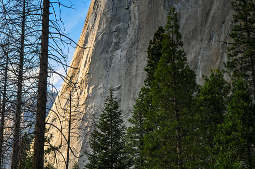 Detail of the sheer rock face of El Capitan in afternoon sunlight behind the woods, Yosemite National Park, California, USA.
