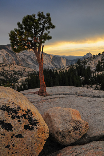 A tree, big boulders and a distant Half Dome at sunset, Olmsted Point, Yosemite National Park, California, USA.