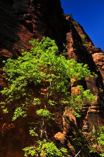Lush vegetation on the lower reaches of the Narrows of the Virgin River, Zion National Park, Utah, Southwest USA.