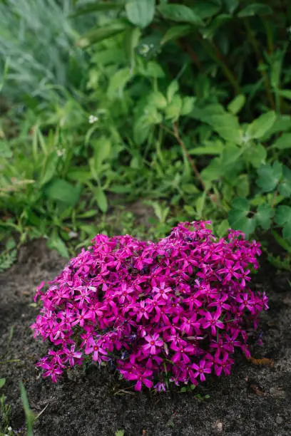 Photo of Beautiful flowers Phlox awl-shaped close-up in the garden.