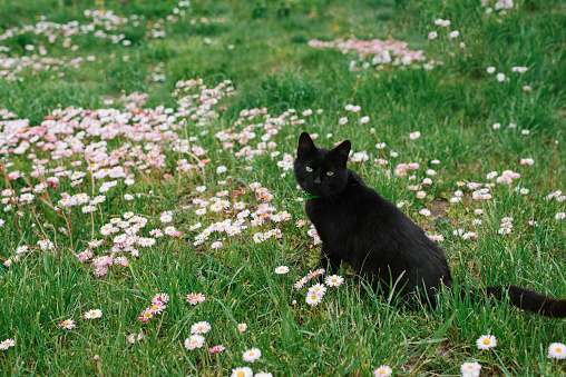 Young black cat hiding in the grass, looking into camera on bright sunny day