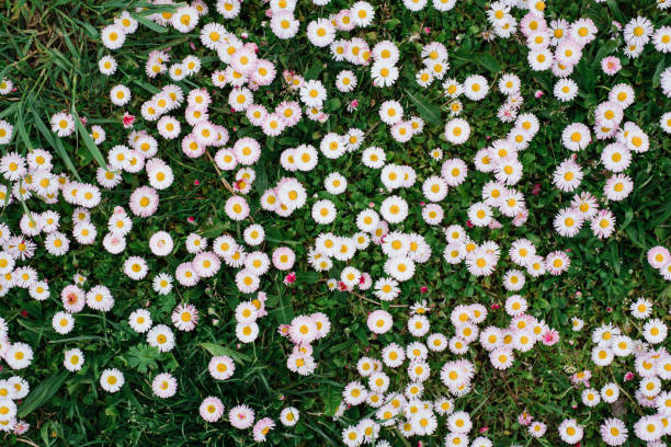 istock Pink Bellis flowers in spring summer in the garden 2146236832