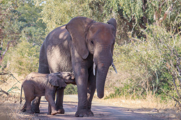 istock African bush elephant (Loxodonta africana) herd, Kruger National Park, South Africa 2146241462