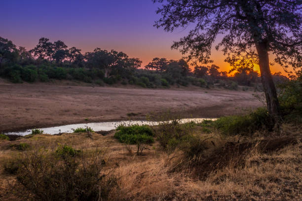 istock Travelling through a dry river bed landscape covered in acacia trees at sunset, Kruger National Park, South Africa 2146243518