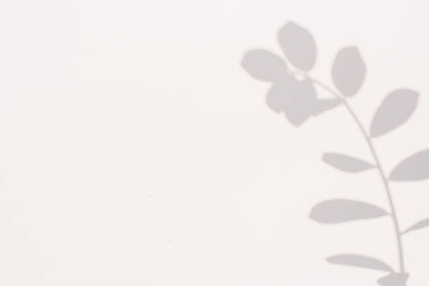 istock Shadow from a plant on a gray background with copy space 2146245050