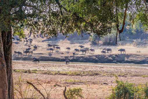 African Buffalo (Syncerus caffer) crossing a  dry dusty hill surrounded by beautiful green bushes and trees, Kruger National Park, South Africa