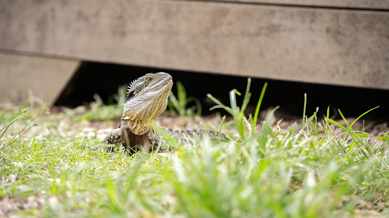Inland bearded dragon lizard checking surrounding environment while hiding among the grass