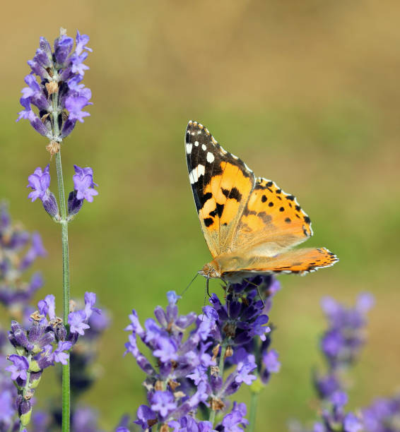 istock lady butterfly sips nectar from a lavender flower in a fragrant lavender field 2146255837