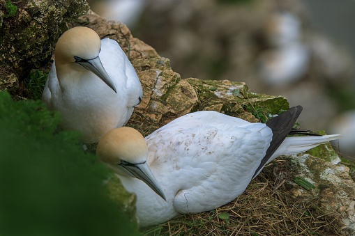A pair of Gannets, Morus bassanus, nesting in the cliff face at Bempton Cliffs nestled behind the backdrop of the cliff