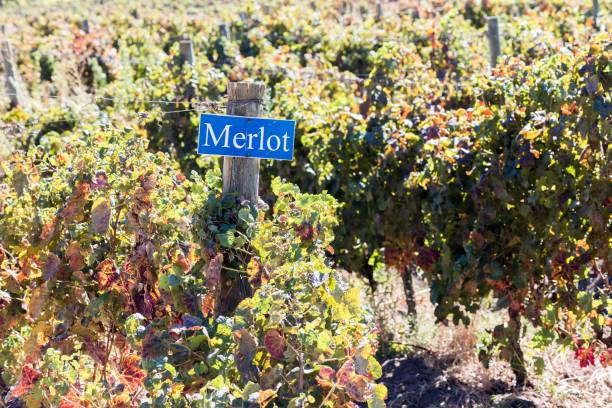 istock Autumn Harvest Time at a Lush Merlot Vineyard Under a Clear Sky 2146277658