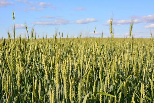 a field of wheat with a sky in the background