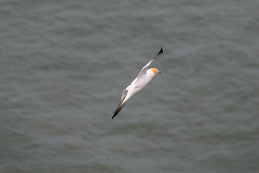 A Gannett Morus bassanus flying across the North Sea at Bempton Cliffs