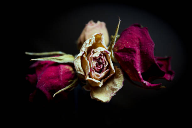 istock One yellow rose and two dried red ones 2146284509