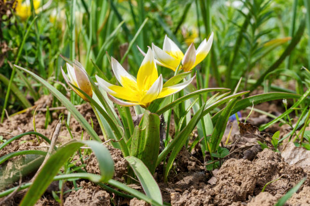 detail shot of yellow star tulip flowers with leaves - star tulip foto e immagini stock