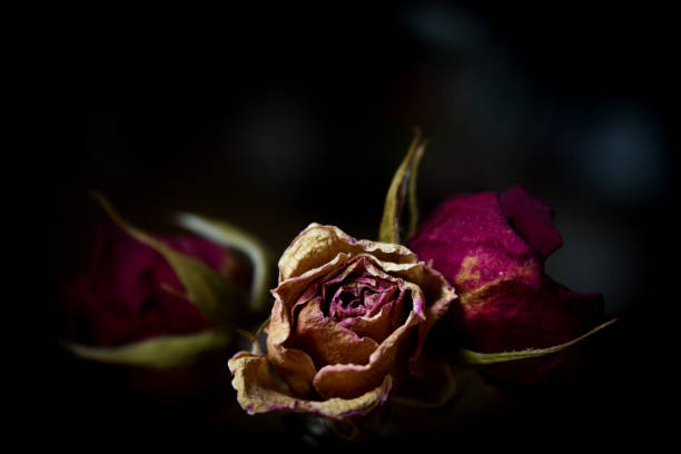 istock One yellow rose and two dried red ones 2146289148