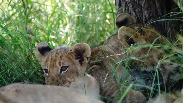 Medium Shot of tiny lion cubs with sleepy eyes resting in the shade in the long green grass, Kruger National Park.