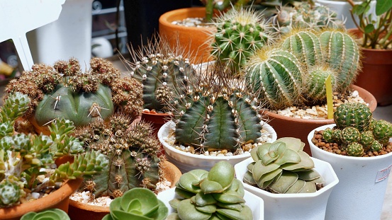 Assorted cacti and succulent plants in terracotta pots for home decoration. Variety of indoor cactuses and succulents on display shelf in plant nursery. Houseplant gardening and interior design.