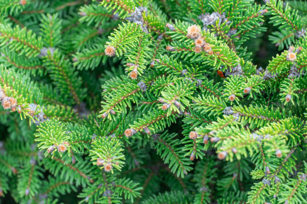 istock Close-up green spruce shoots in the forest. 2146332035