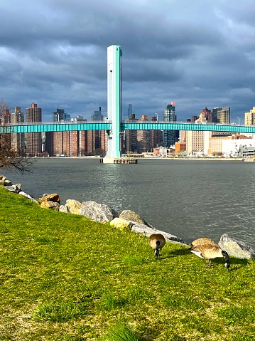 Roosevelt Island Park with Geese, Manhattan, New York City