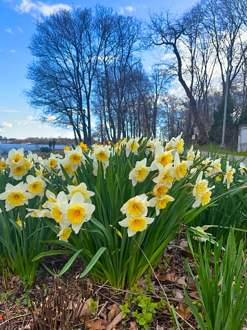 Daffodils on Roosevelt Island, Manhattan, New York